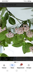 HOYA TOATAIMETAIM (7 foto / 8)