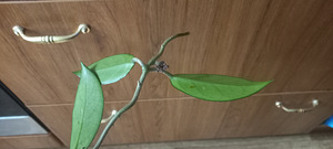 HOYA TOATAIMETAIM (8 foto / 8)