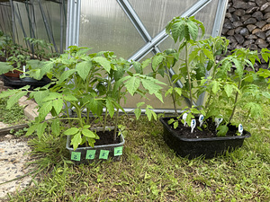 Tomatitaimed (1 foto / 1)