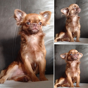 Chihuahua kutsikas (2 foto / 2)