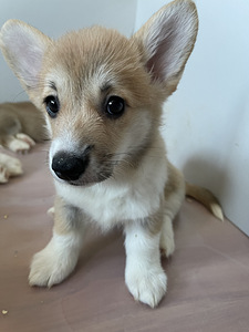 Welsh Corgi Pembroke kutsikad (3 foto / 6)