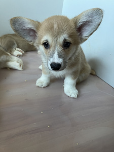 Welsh Corgi Pembroke kutsikad (5 foto / 6)