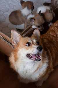 Welsh Corgi Pembroke kutsikad (6 foto / 6)