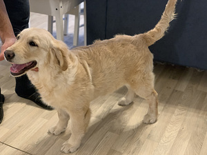 Kuldne retriiver (1 foto / 5)