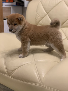 Shiba Inu (2 foto / 6)