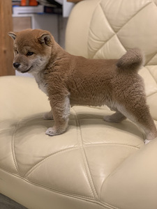 Shiba Inu (4 foto / 6)