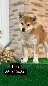 Shiba inu (1 foto / 5)