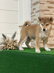 Shiba inu (2 foto / 5)