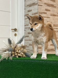 Shiba inu (5 foto / 5)
