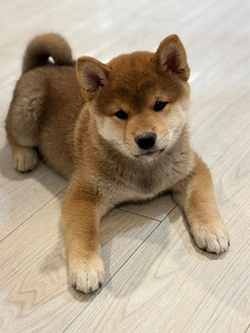 Shiba Inu (3 фото из 5)