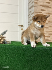 Shiba inu (2 foto / 5)