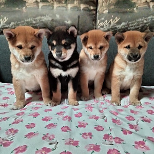 Shiba Inu (1 foto / 6)