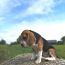 Beagle (foto #5)