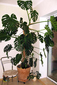 Monstera deliciosa toalilli ilusad istikud, 45-60 cm (10 foto / 10)