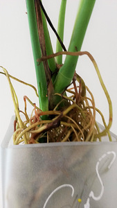 Monstera deliciosa toalilli ilusad istikud, 45-60 cm (6 foto / 10)