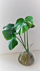 Monstera deliciosa toalilli ilusad istikud, 45-60 cm (5 foto / 10)