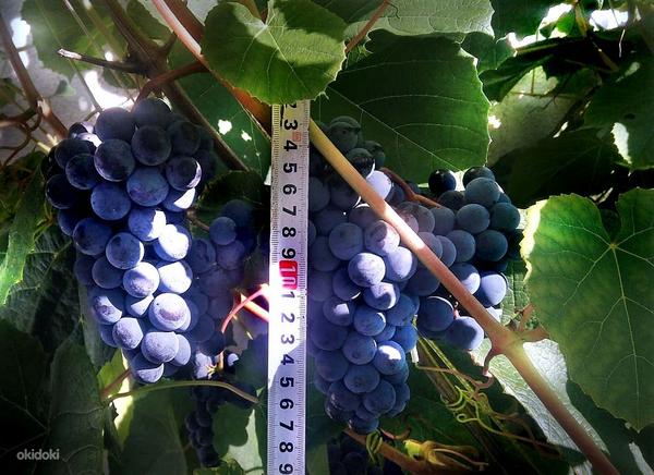 Viinamarja Zilga 1-aastased suured istikud (foto #4)