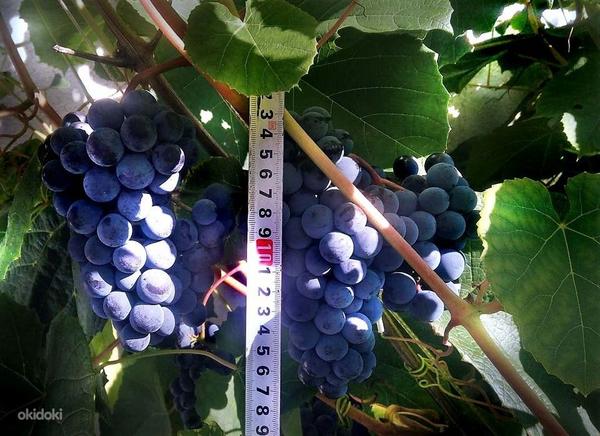 Musta viinamarja Zilga noored istikud (foto #6)