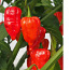 “Bhut Jolokia Red” супер острый чили перец-большой саженец (фото #2)