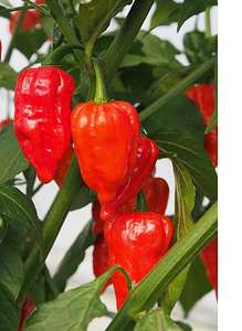 Super terav tšili pipra “Bhut Jolokia Red” suur 2a .taim (2 foto / 7)