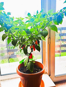 Super terav tšili pipra “Bhut Jolokia Red” -1 pipar (3 foto / 8)