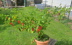 Super terav tšili pipra “Bhut Jolokia Red” -1 pipar (8 foto / 8)
