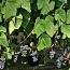 1-летние маленькие caженцы винограда Зилга (фото #3)