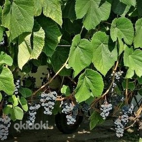 Viinamarja Zilga 1-aastased väiksed istikud (foto #3)