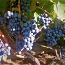 Viinamarja Zilga 1-aastased väiksed istikud (foto #5)