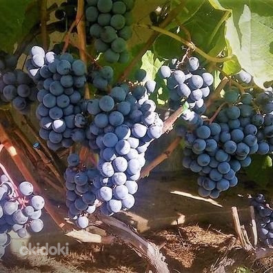 1-летние маленькие caженцы винограда Зилга (фото #5)