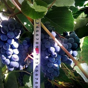 2-aastased viinamarja istikud, Omniva, osta kohe (2 foto / 5)