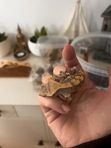 Noor isane gekko (6 foto / 6)