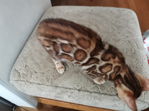 Бенгальские котята (7 фото из 9)