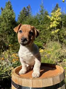 Jack Russell Terjeri kutsikad (2 foto / 7)