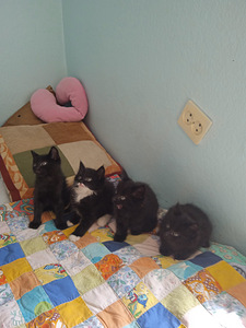 Котята ищут дом (2 фото из 5)