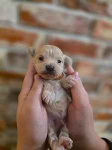 Maltipoo F1 (3 foto / 5)