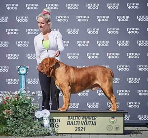 Bordoo dogi kutsikas (5 foto / 7)