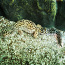 Пятнистый леопардовый эублефар,геккон (фото #1)