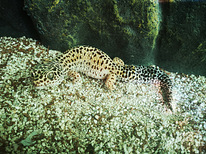 Tähniline leopardigekk, geko