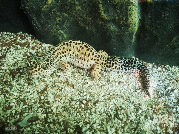 Tähniline leopardigekk, geko (foto #1)