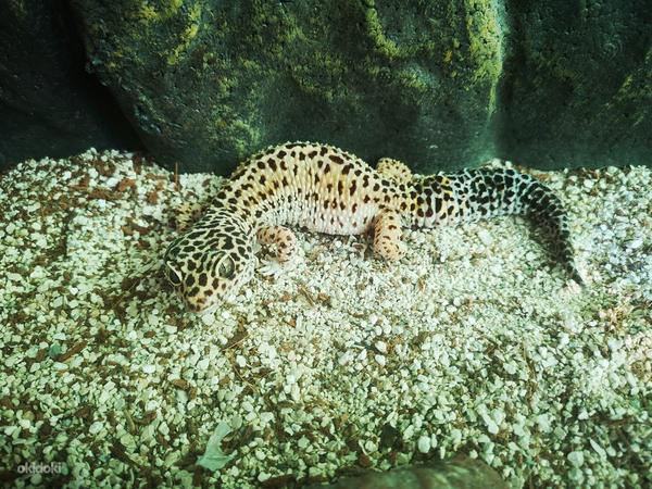 Пятнистый леопардовый эублефар,геккон (фото #2)