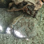 Tähniline leopardigekk, geko (foto #3)