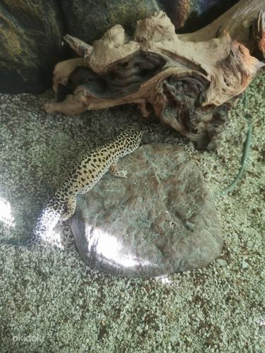 Пятнистый леопардовый эублефар,геккон (фото #3)