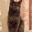 Kiisu vene sinine kass tüüpi (foto #2)