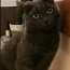 Кошка окраса русская голубая (фото #3)