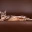 Abyssinian cat for mating (foto #1)