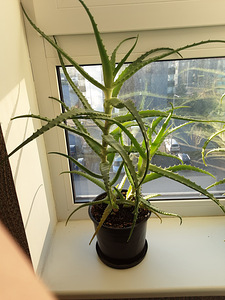 Aloe (1 foto / 1)