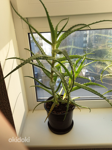 Aloe