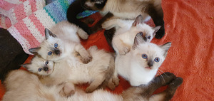 Сиамские котята (1 фото из 4)