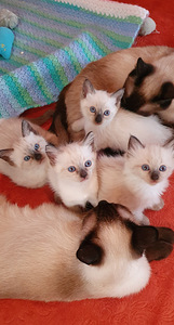 Сиамские котята (2 фото из 4)